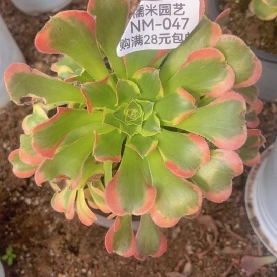 【闪购商品】特斯拉多肉植物047