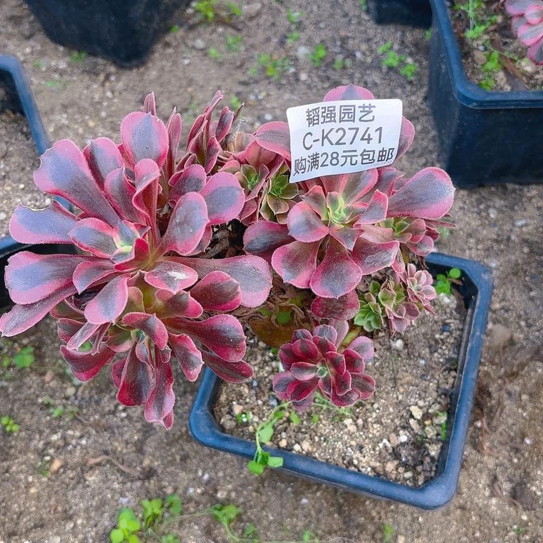 美杜莎朵缀2741多肉