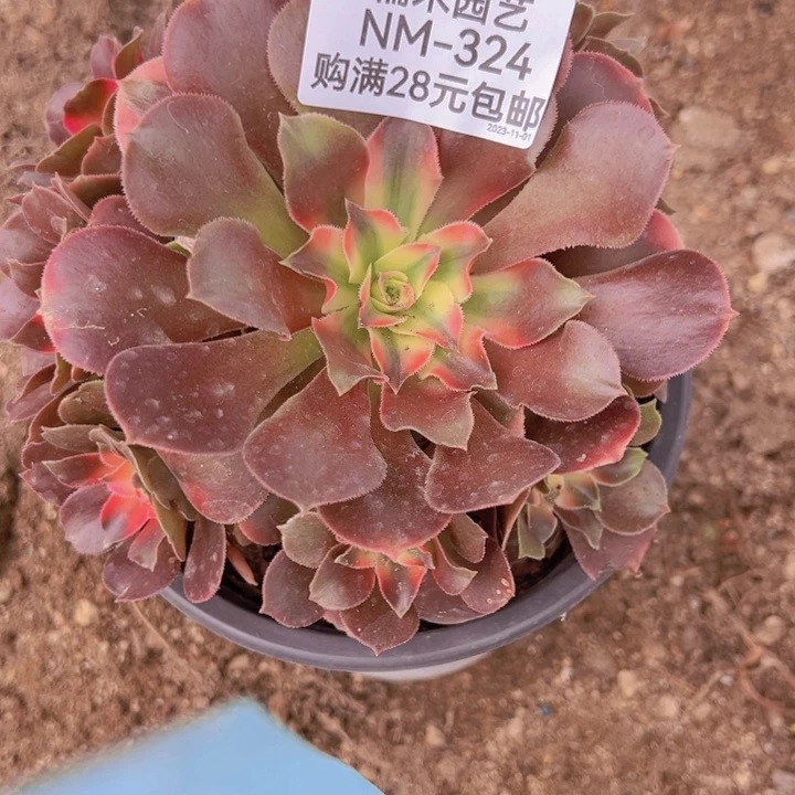 【闪购商品】毛*香妃多肉植物324