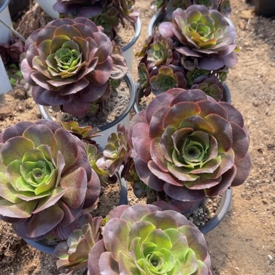 【闪购商品】魅金玫瑰一颗多肉植物