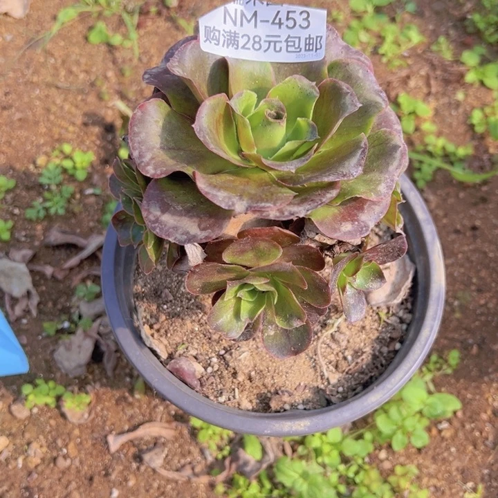 【闪购商品】魅金玫瑰多肉植物453