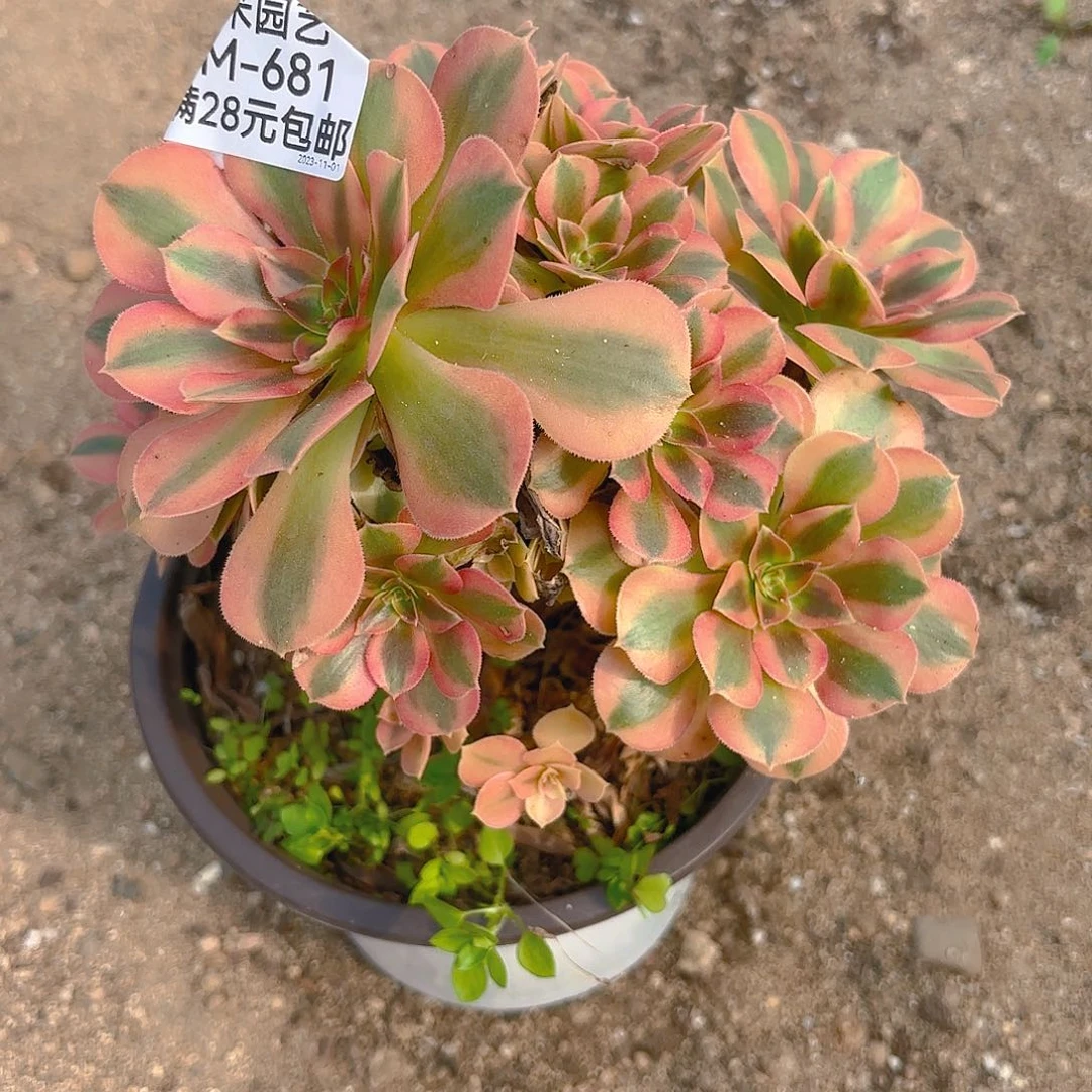 小**平维纳多肉植物681