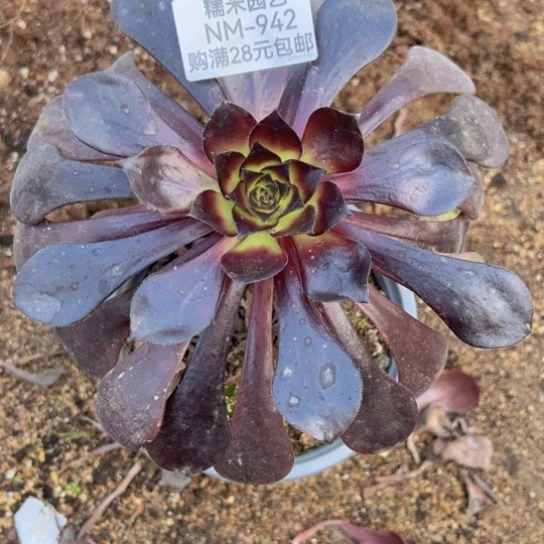 【闪购商品】黑珍珠多肉植物942