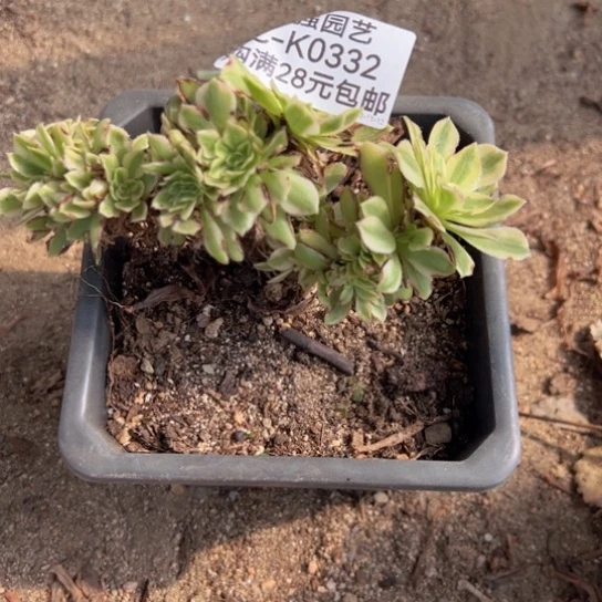 【闪购商品】雨*碧玉缀多肉植物0332