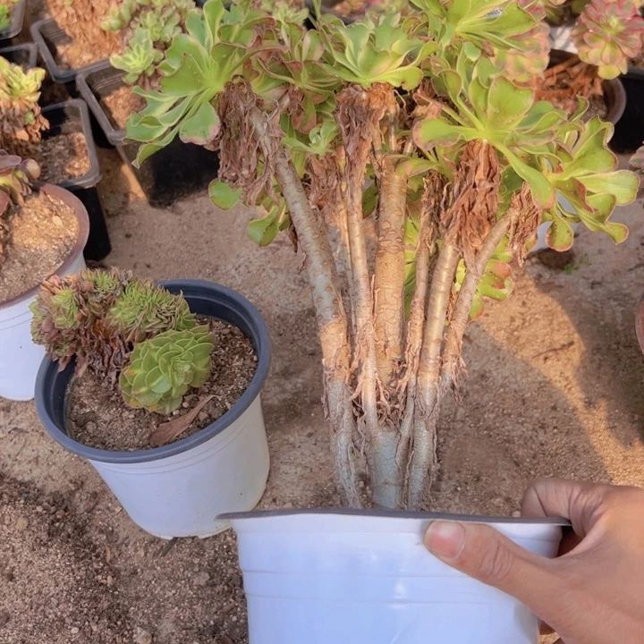 【闪购商品】艳日伞多肉植物359