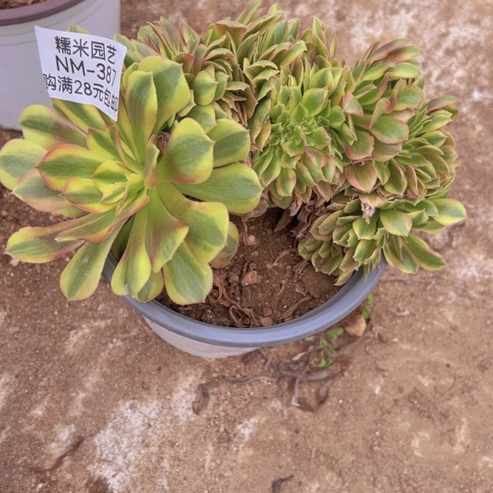 【闪购商品】红袖缀多肉植物387