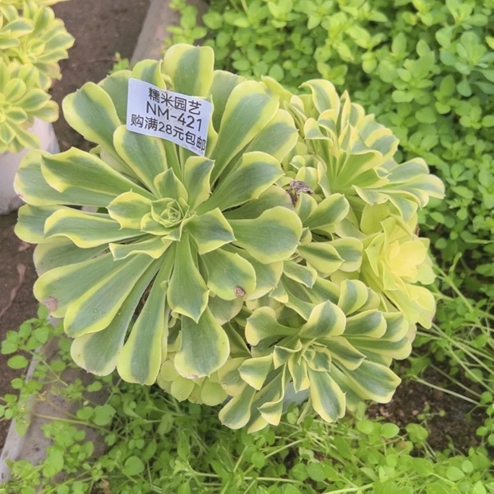 【闪购商品】绿豆沙多肉植物421