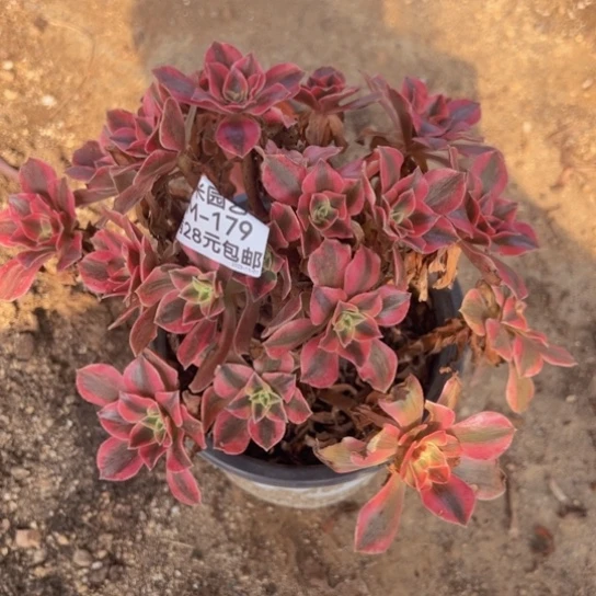 【闪购商品】女妖多肉植物179