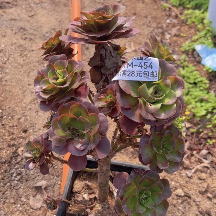 【闪购商品】魅金玫瑰多头454