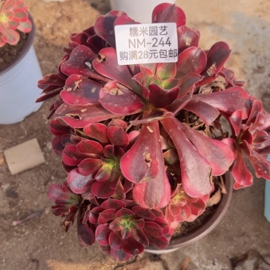 【闪购商品】美杜莎多肉植物244