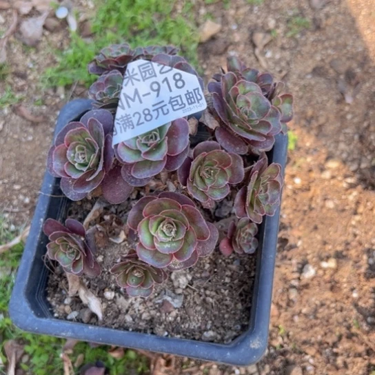 【闪购商品】魅金玫瑰多头多肉918