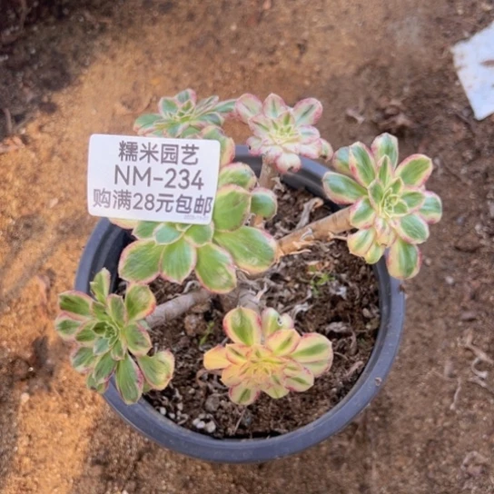 【闪购商品】v锦锦多肉植物234