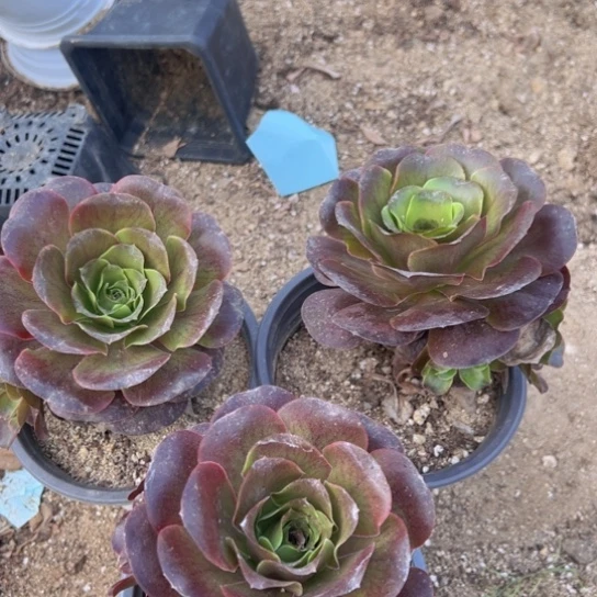 【闪购商品】魅金三颗不周正多肉植物组