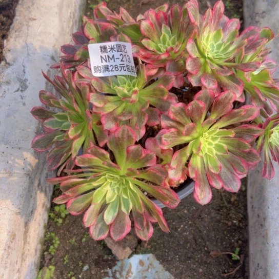 【闪购商品】天合多肉植物213