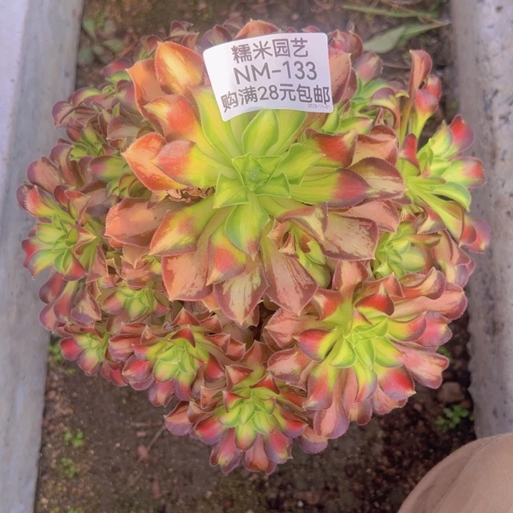 【闪购商品】韶华多肉植物133
