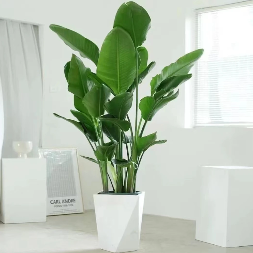 【90-100厘米】天堂鸟盆栽花卉鹤望兰室内客厅大型观叶观花植物盆栽