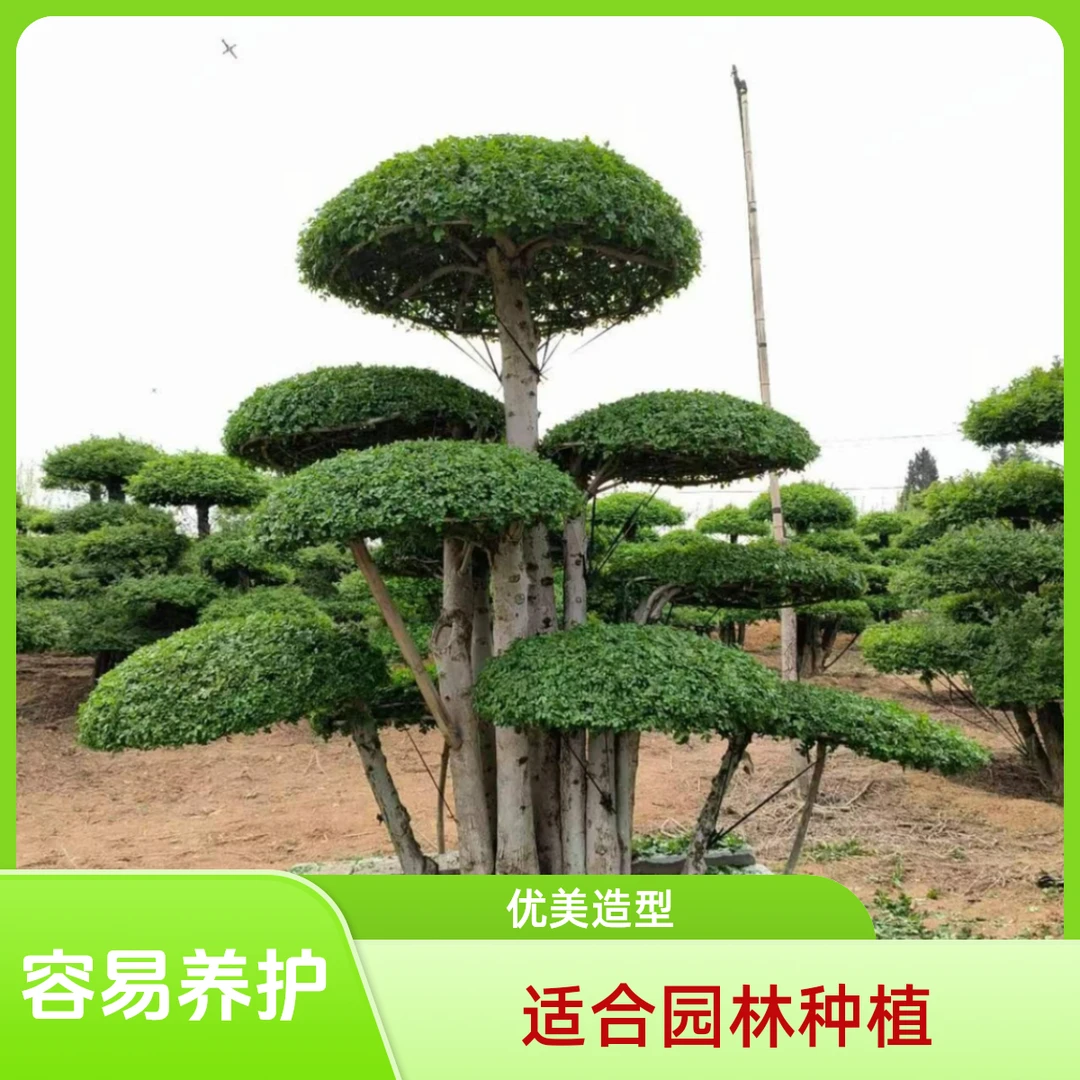 对节白蜡造型树园林( 订金)园林夏季室内栽培冬季养殖优美容易