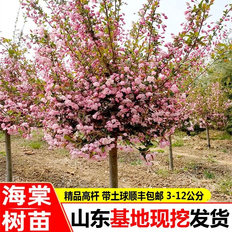 绚丽海棠花树苗庭院耐寒高杆垂丝盆栽南北方四季西府北美海棠树