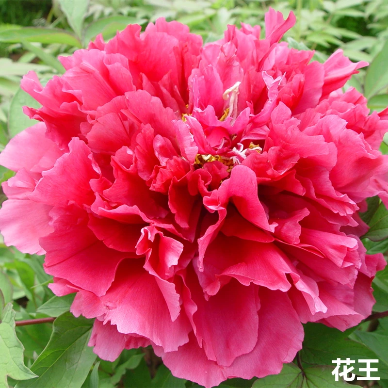 花王丛生老桩牡丹，花大色艳，花大如盘