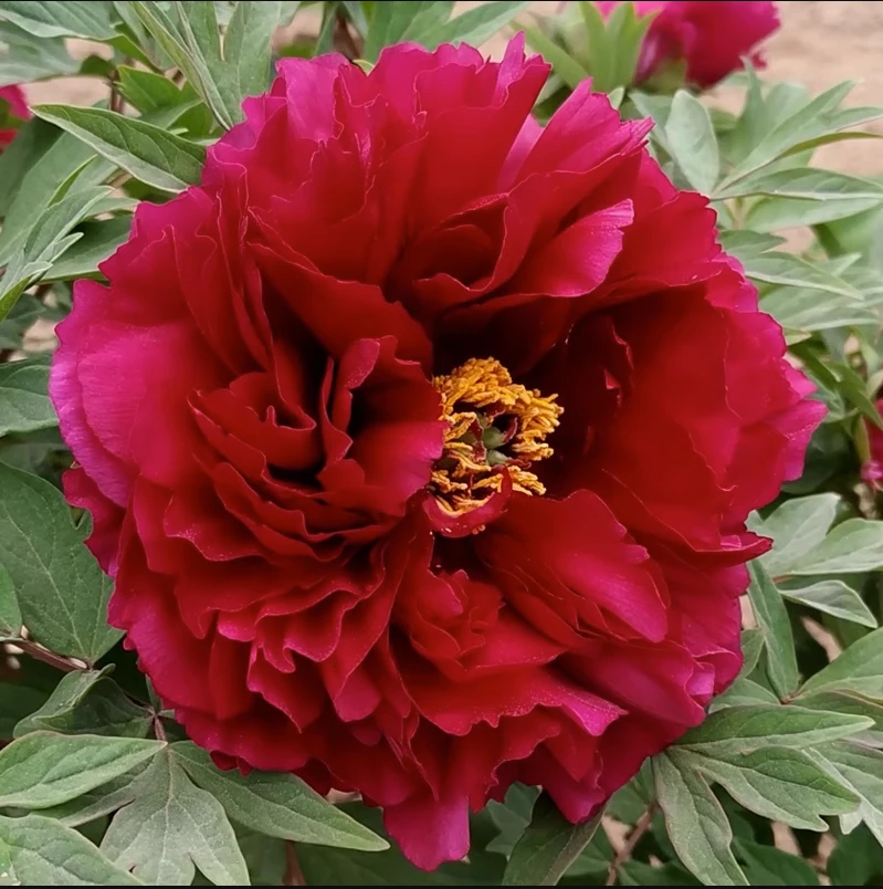 墨润绝伦牡丹，墨紫红色，花瓣高级感浓香型，老盆老桩