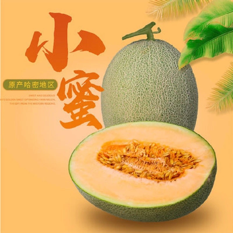 新疆哈密瓜新鲜西州蜜25号水果应当季网纹吐鲁番甜瓜整箱包邮