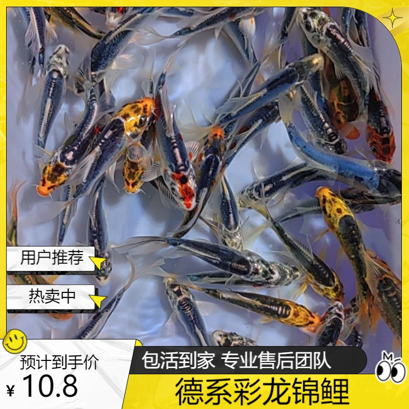 德系大鳞片锦鲤鱼辉龙秋翠草金鱼精品好养新手鱼小鱼观赏鱼精选