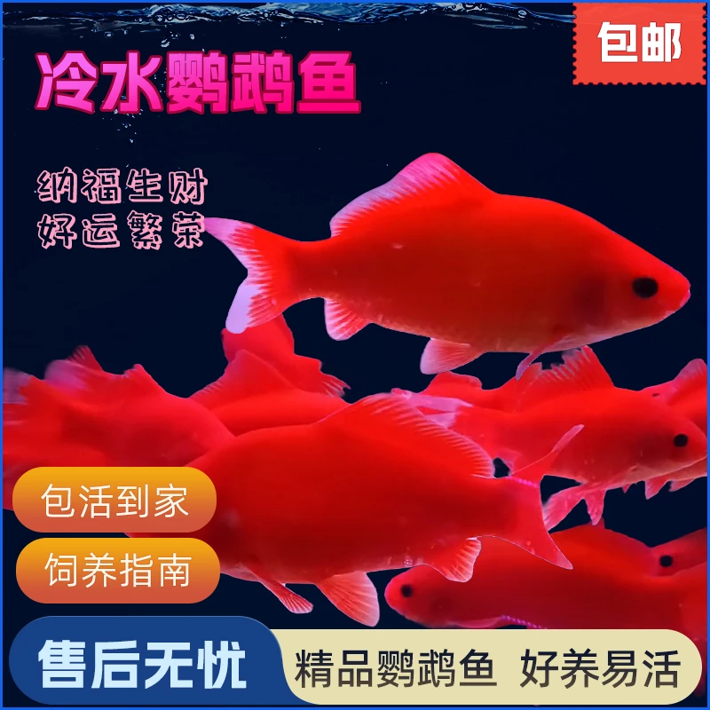草金鱼冷水鹦鹉招财锦鲤精选淡水鱼好养耐活鱼苗活体小鱼观赏鱼