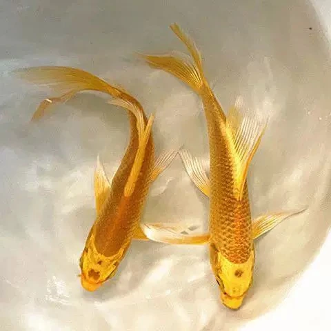 锦鲤黄金草金鱼龙凤招财黄金草金冷水好养耐活精选活体金鱼观赏鱼