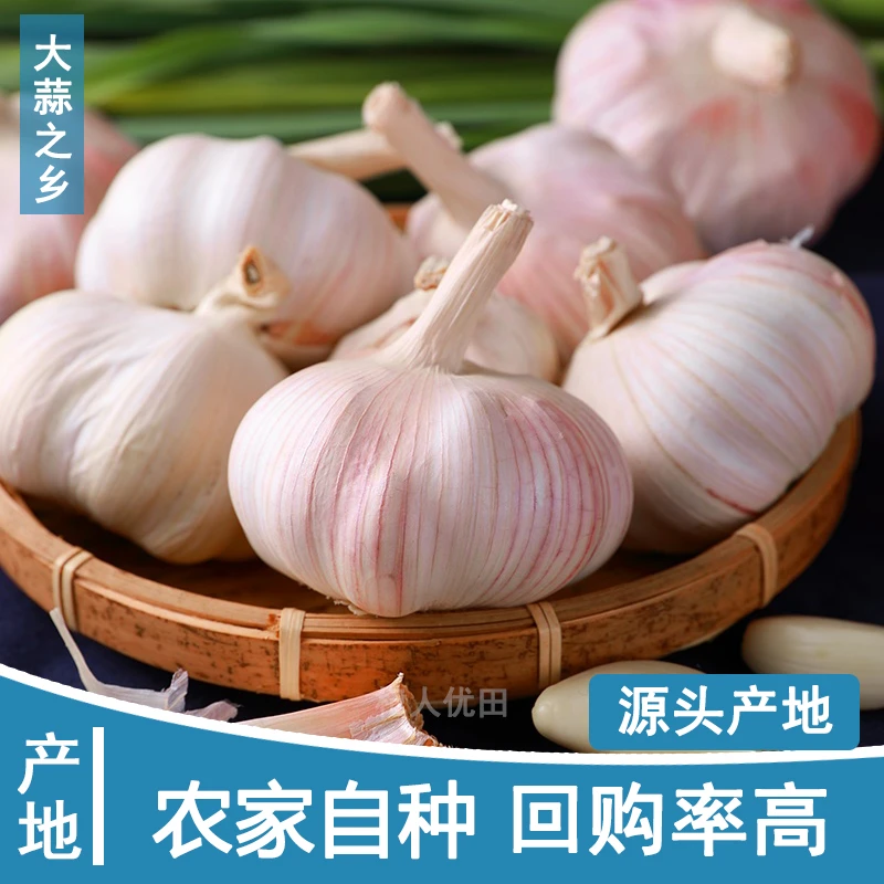 【中大果】5斤产地新干大蒜可种可腌大蒜头紫白皮农家土蒜3斤