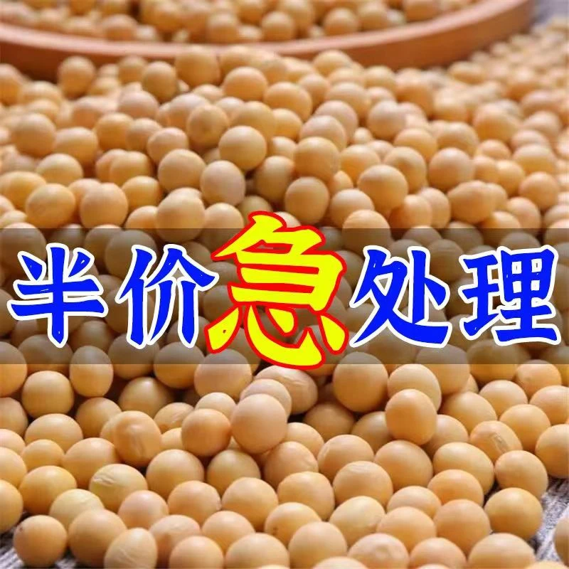 东北正宗优质黄豆打豆浆专用生豆芽批发黄豆大粒农家五谷粮杂大豆