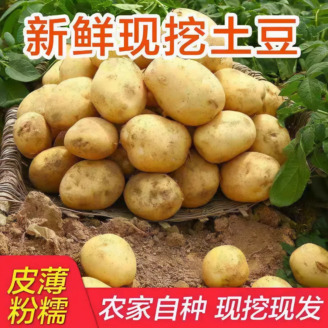 湖北天门岳口现挖现发新鲜黄心小土豆农家菜园子自种