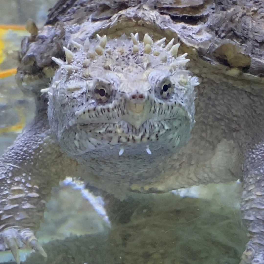 观赏乌龟蛋小龟苗