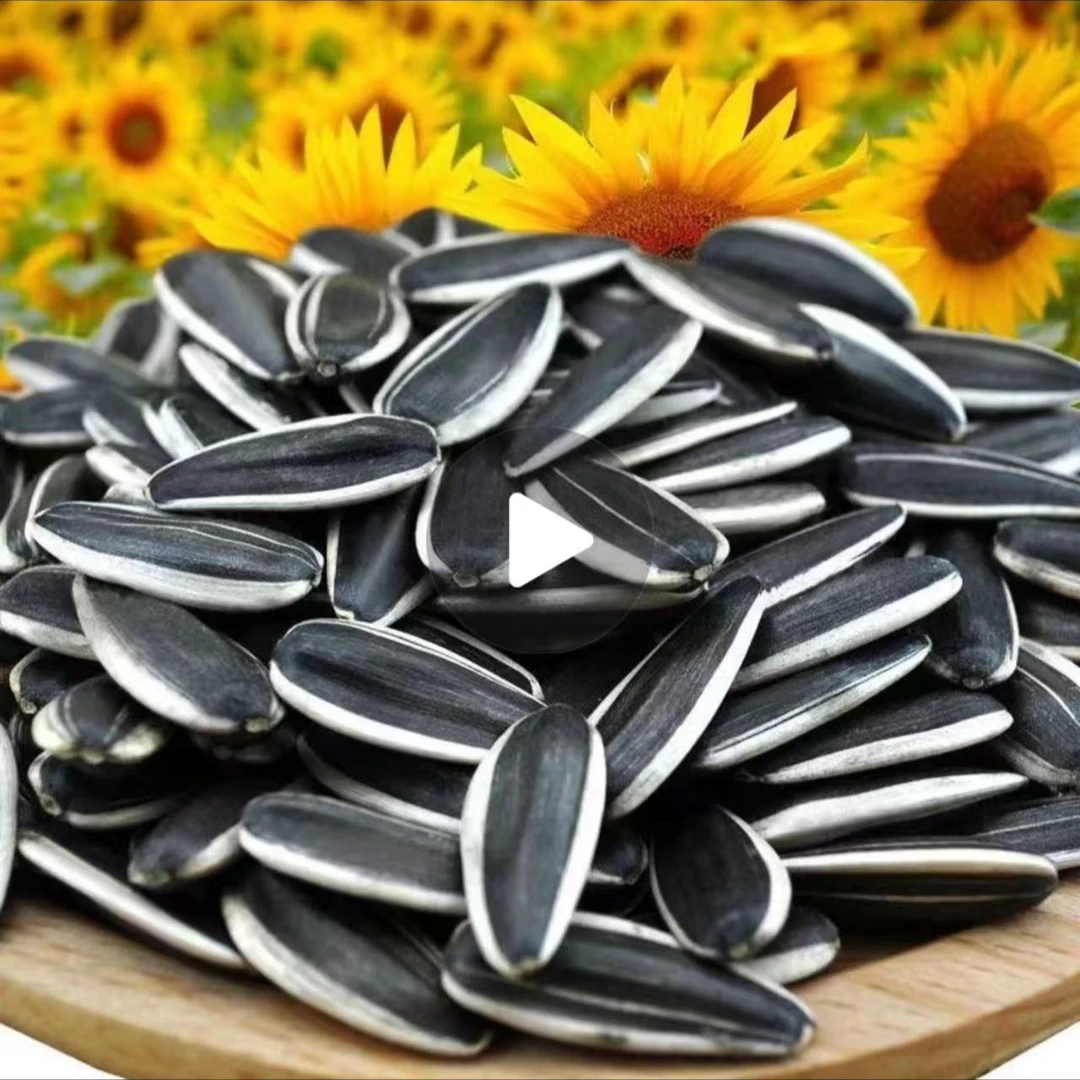 赤峰363大瓜子二斤五斤十斤