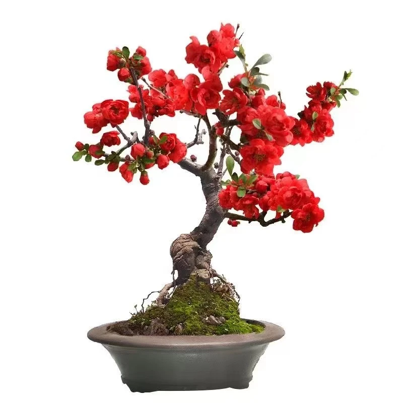 海棠盆景盆栽地栽耐寒耐旱阳台庭院观花观果可食用多种造型老桩选
