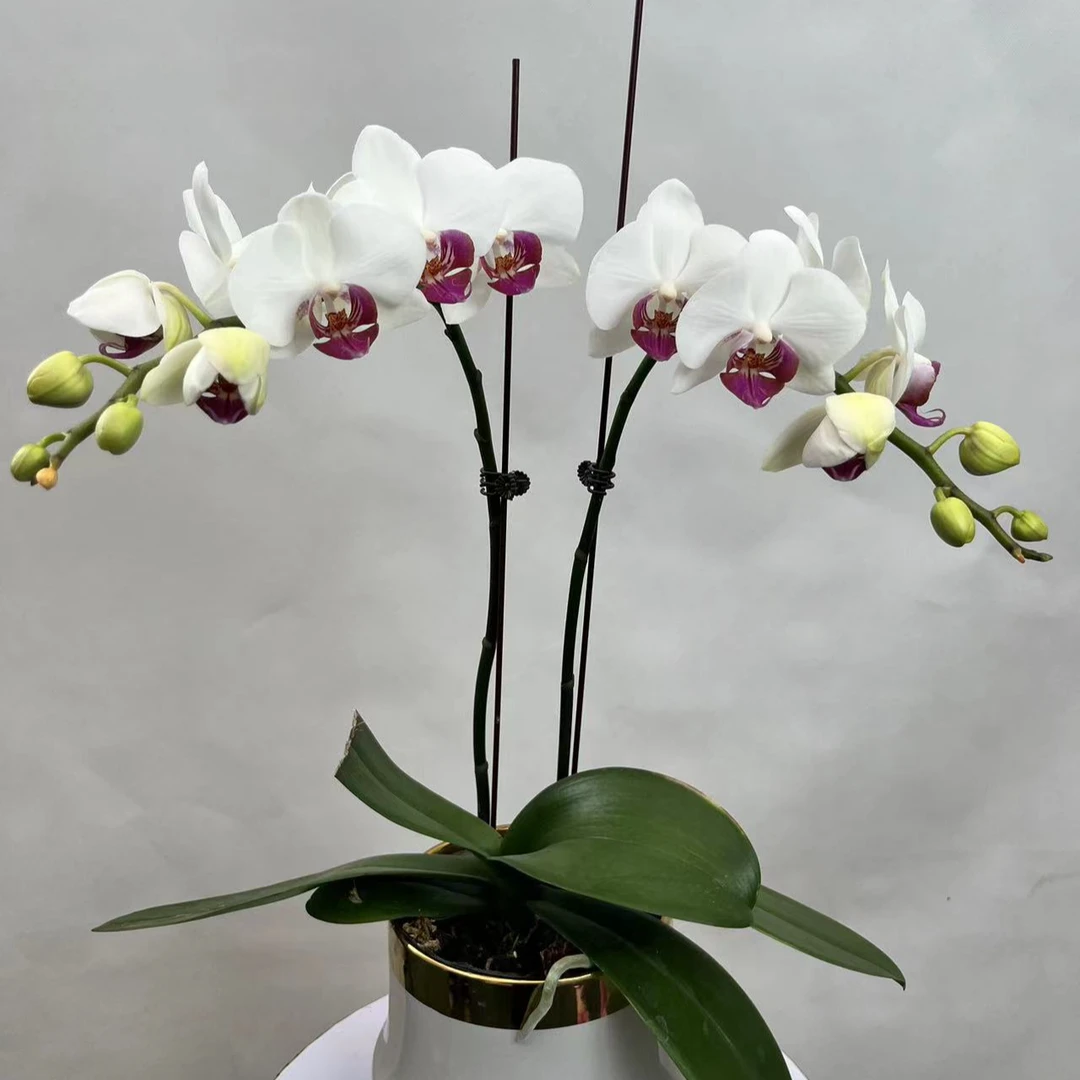 蝴蝶兰花苗带花剑带花苞盆栽兰花大苗客厅室内植物花卉四季好养活