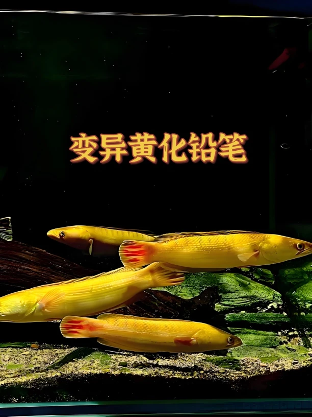 超萌好物多曼雷龙黄化铅笔鱼大型雷龙麦克雷龙饲养发货凶猛热带鱼