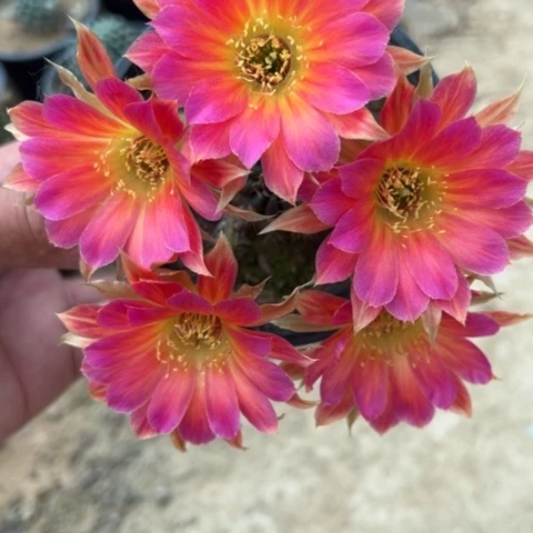 07龙带花苞四公分往上