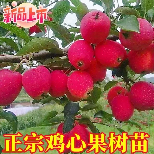 鸡心果抗寒耐热南方北方四季种植鸡心果盆栽地栽矮化锦绣海棠苹果