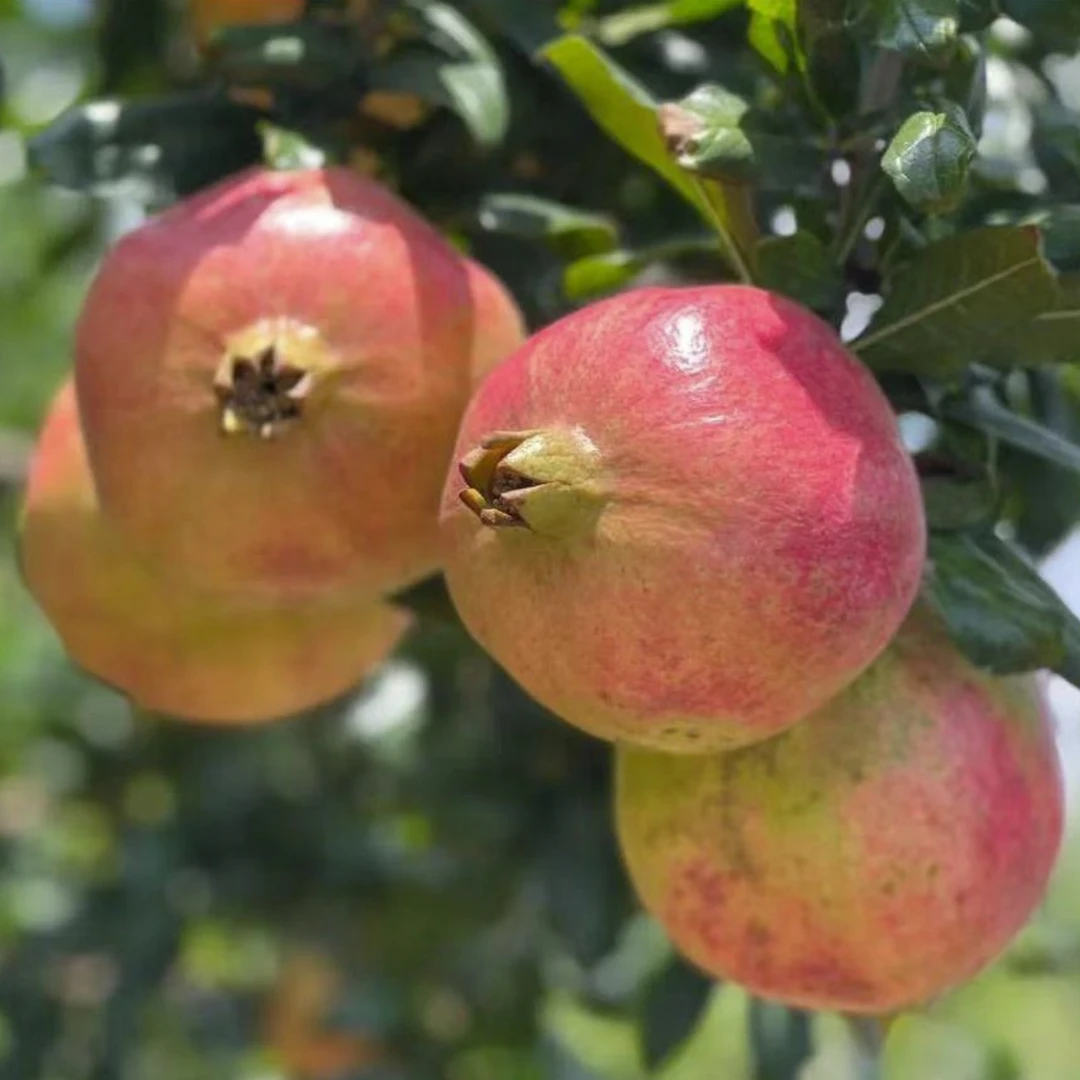 5斤 四川会理突尼斯石榴 8两-1斤果大 粒甜 不吐籽【只发河南省内】