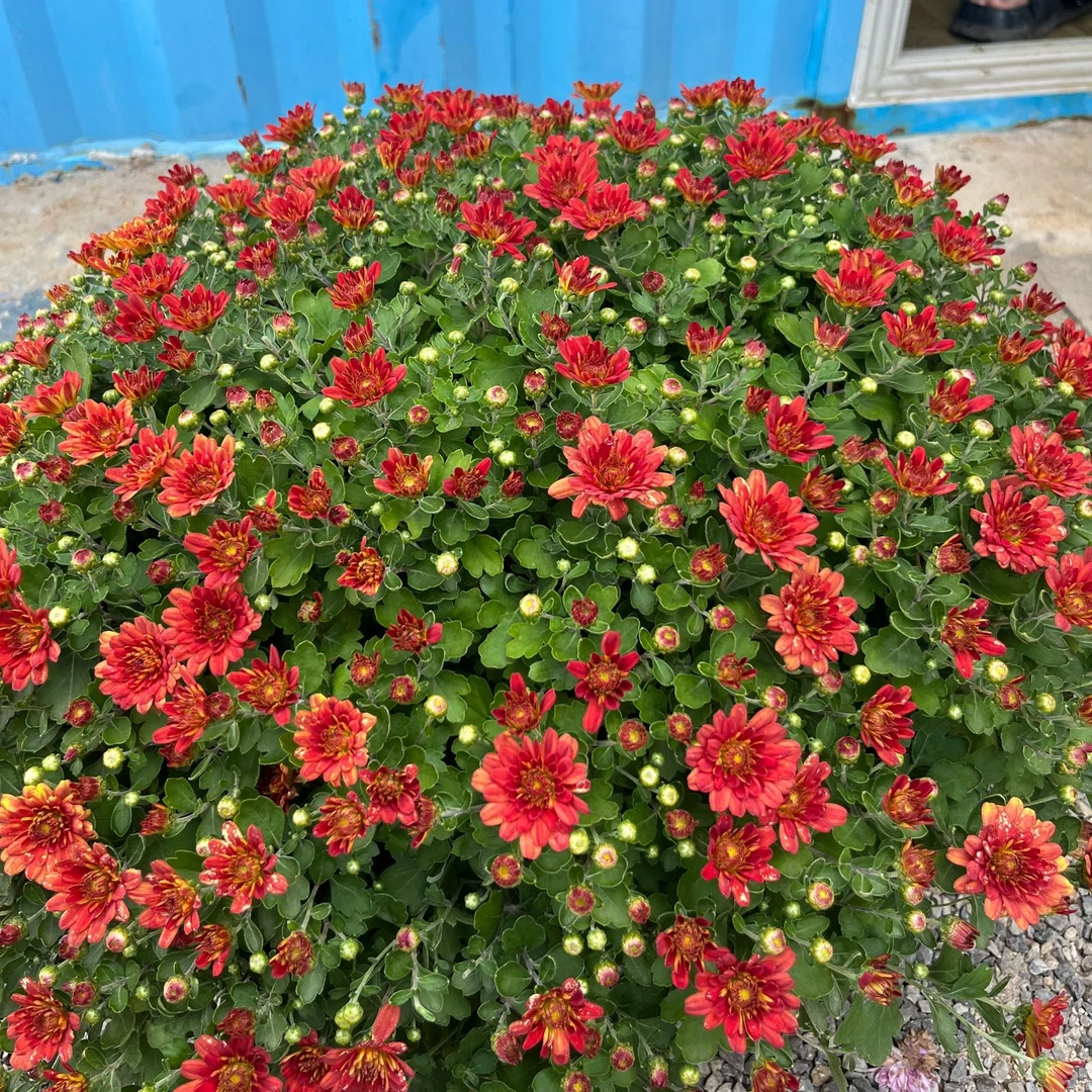 超大盆千头球菊《2加仑水仙绯红》适合庭院阳台地栽易养护趣味美观