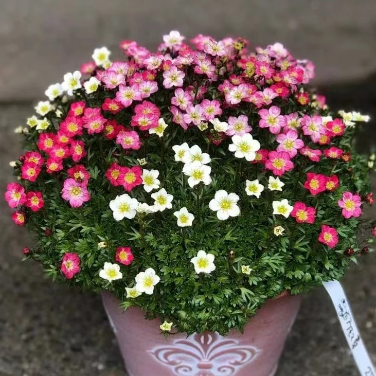 《罗马尼亚虎耳草》阳台室内必备首选  好养活阳台养护庭院功能