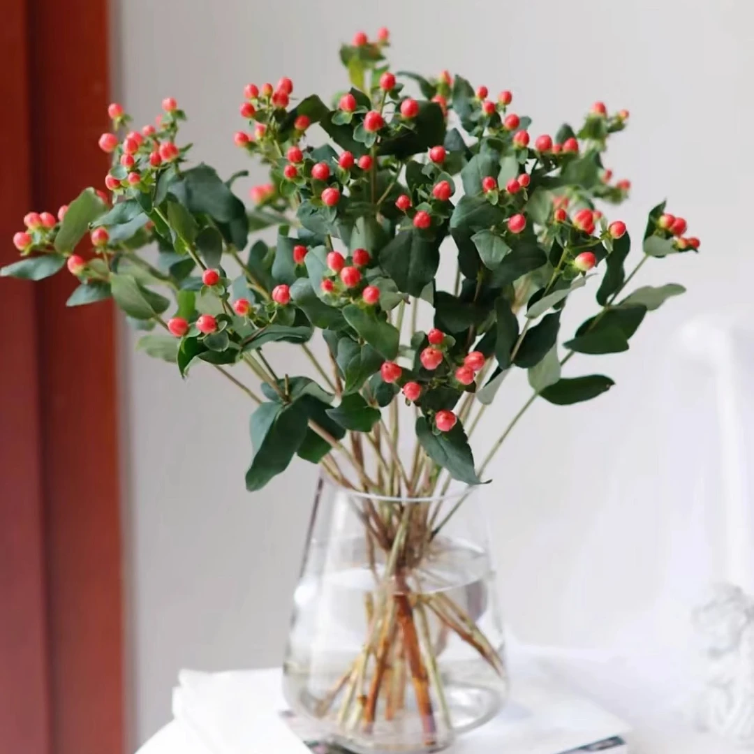 红豆鲜切花相思豆配花云南昆明鲜花绿植优质红豆相思豆花束水培