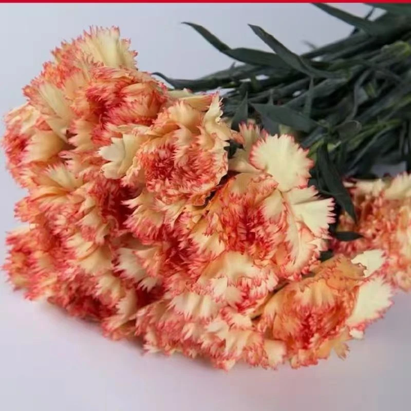 狂欢康乃馨鲜花云南直发家居插花