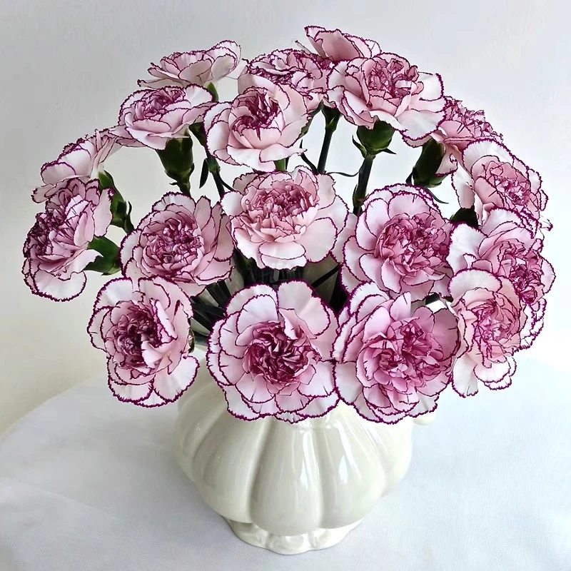 高贵紫精灵康乃馨鲜花云南基地直发昆明斗南花卉家用康乃馨鲜花
