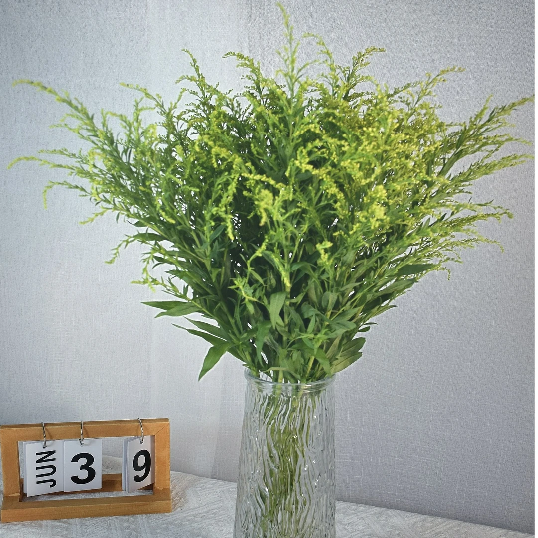 黄莺草鲜花新鲜尤加利基地直发真花花束混搭好养新鲜花朵配花水养