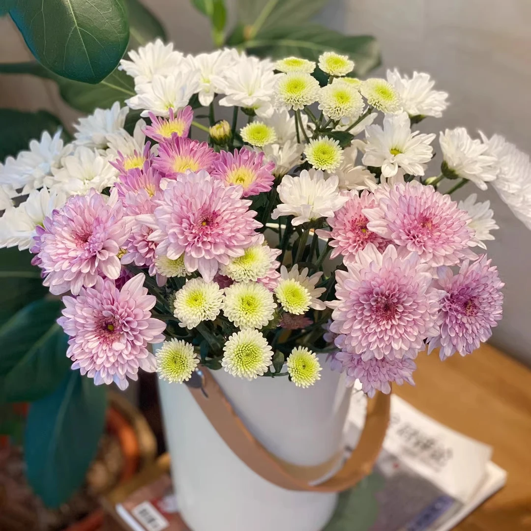 小雏菊鲜花花束水培插花花期长菊花玛格丽特鲜切花云南顺丰直发