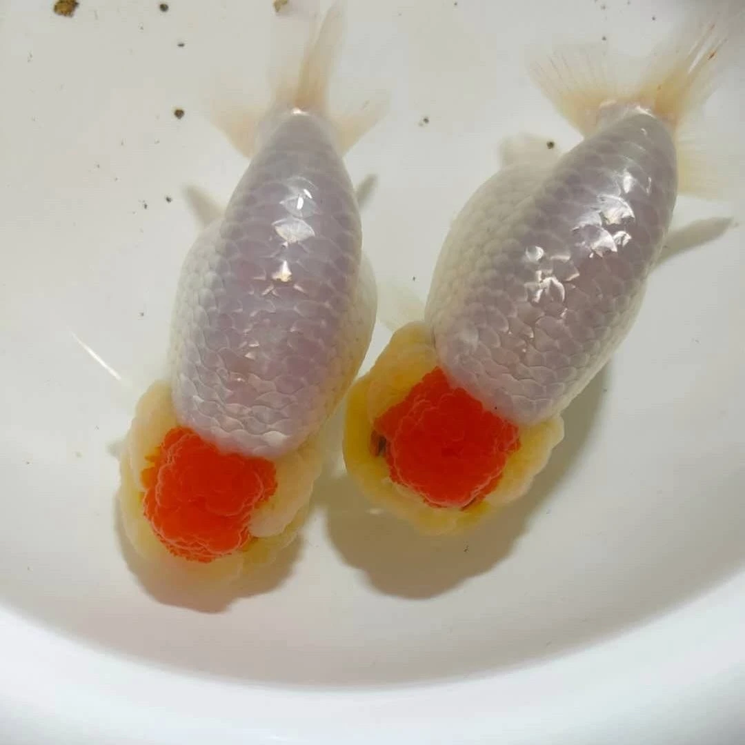 广温鱼兰寿金鱼泰狮将军百褶玛丽   直播间一鱼一拍包邮包损