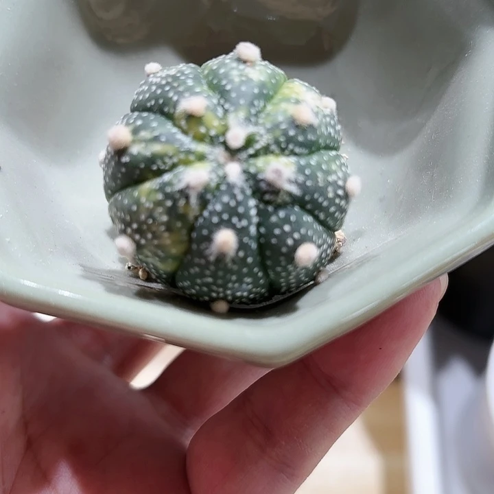 实生超兜海星兜锦