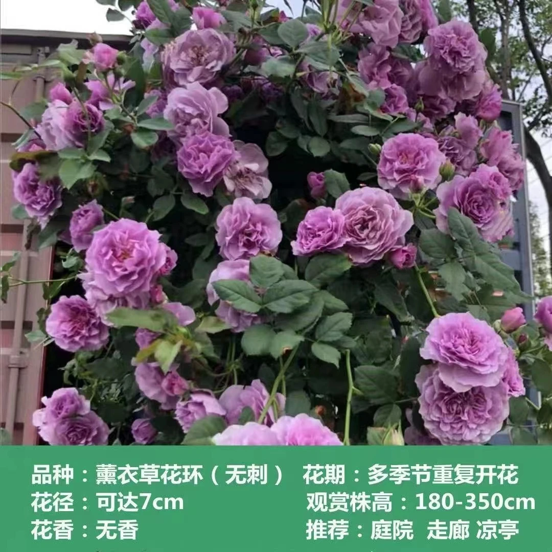 【薰衣草花环】藤本月季蔷薇花苗爬藤庭院大苗阳台玫瑰盆栽花卉