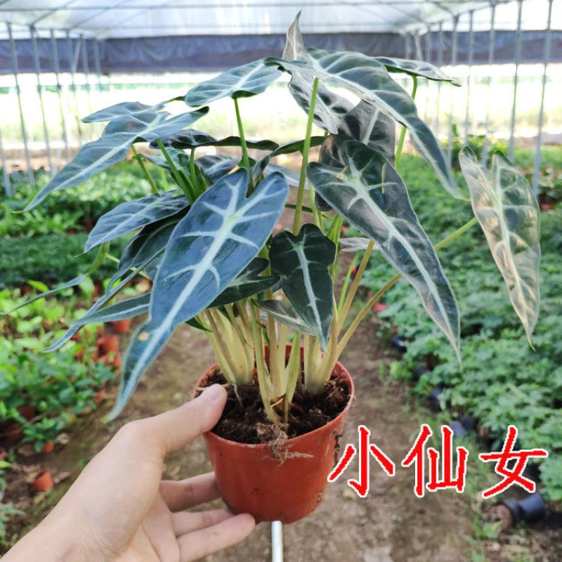 小仙女黑叶竹芋盆栽小型观音莲室内客厅办公桌面花卉摆件净化空气